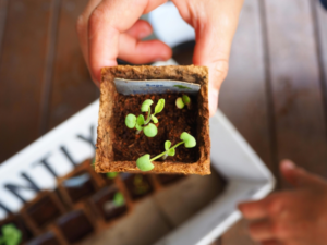 Hand Holding Small Plant in Box