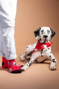 Legs and Socks of Person with Dalmatian