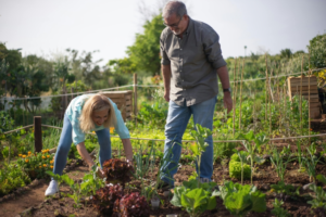 Smiling Woman Harvesting Lettuce
