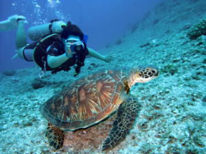 Person Takes Photo Of Tortoise