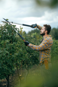 a man is cutting tree with a big scissor