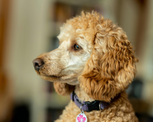 Obedient purebred dog looking away with attention