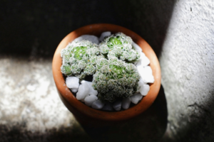 Green Succulent Plant
