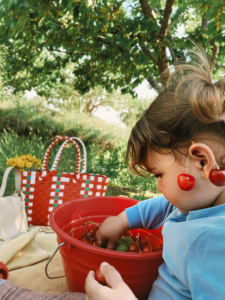 A Girl in Blue Shirt Getting Red Cherries from a Red Plastic Basket