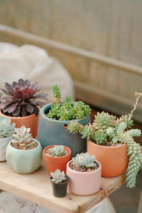 Desk Plants As Christmas Gifts For Clients