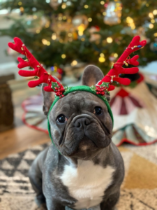 Dog Wearing a Headband
